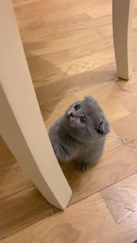 TikTok video thumbnail by zoo.lisa