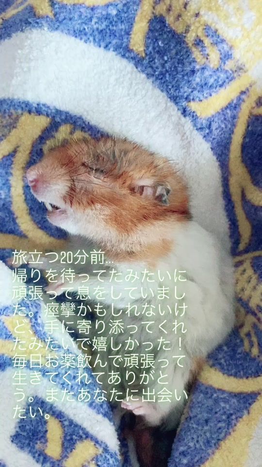 TikTok video thumbnail by okinawa975