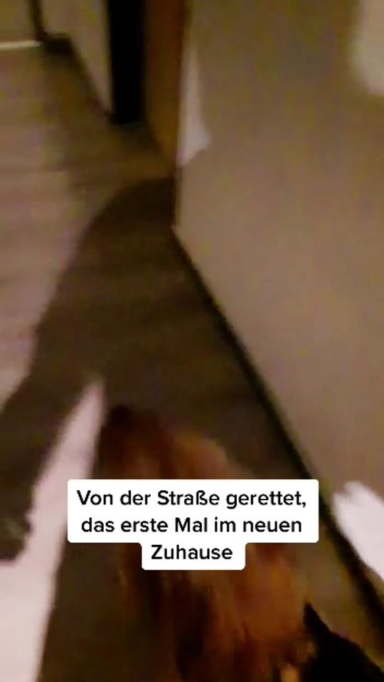 TikTok video thumbnail by saraundreby