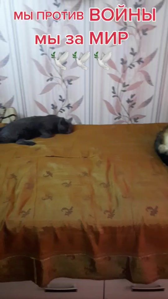 TikTok video thumbnail by 64liliya