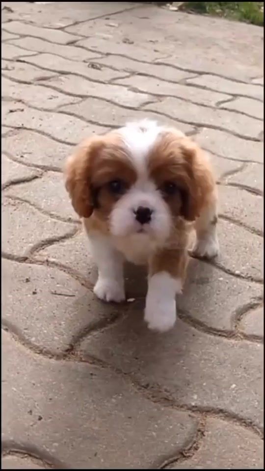 TikTok video thumbnail by _edits_animals1