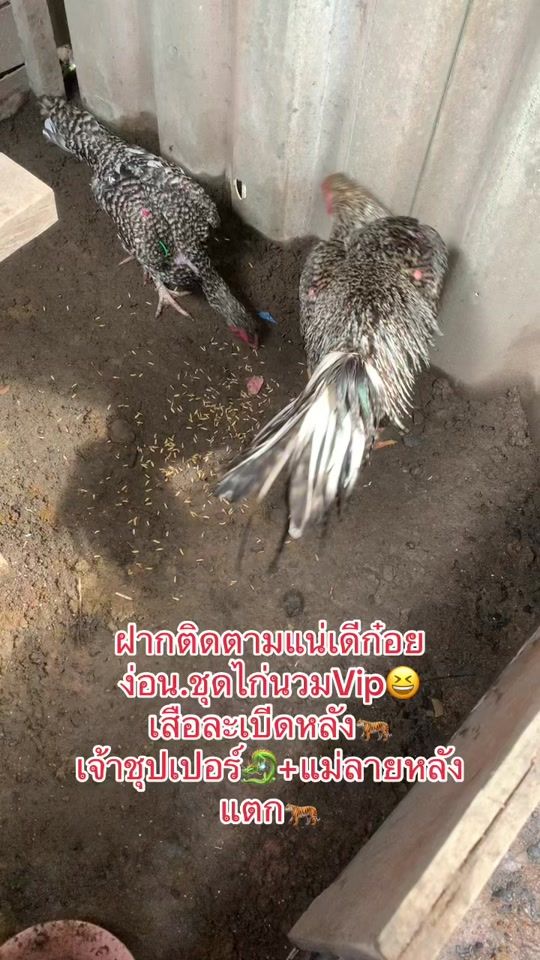 TikTok video thumbnail by donad818