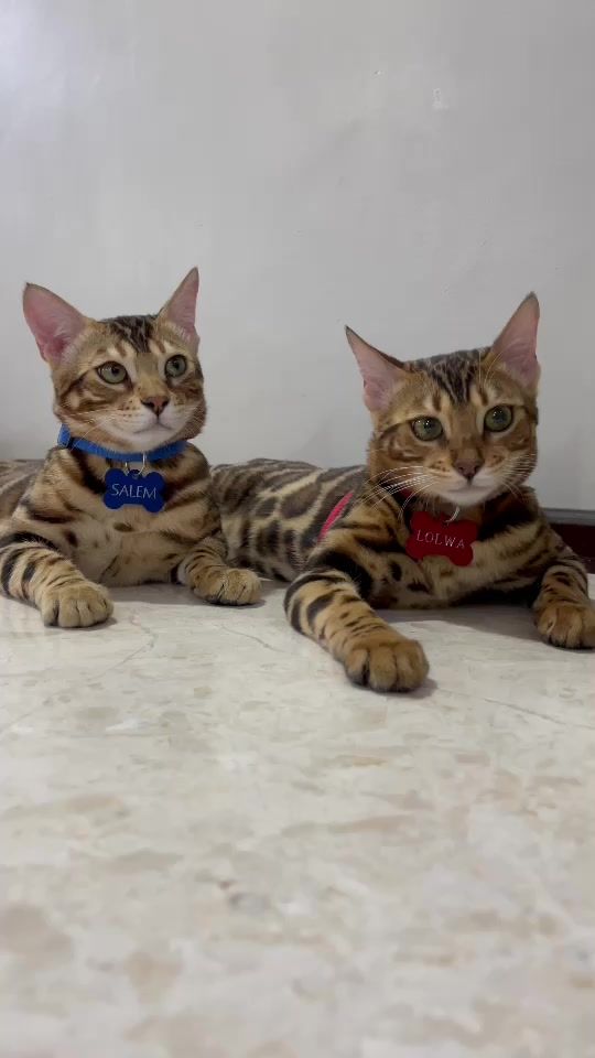 TikTok video thumbnail by lulwa.salem