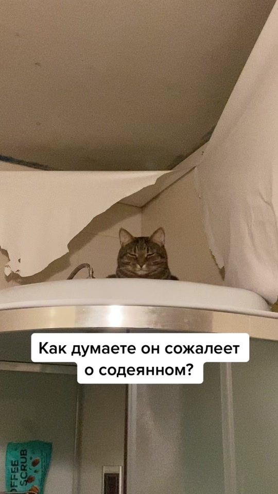 TikTok video thumbnail by kot_s_pomoiki