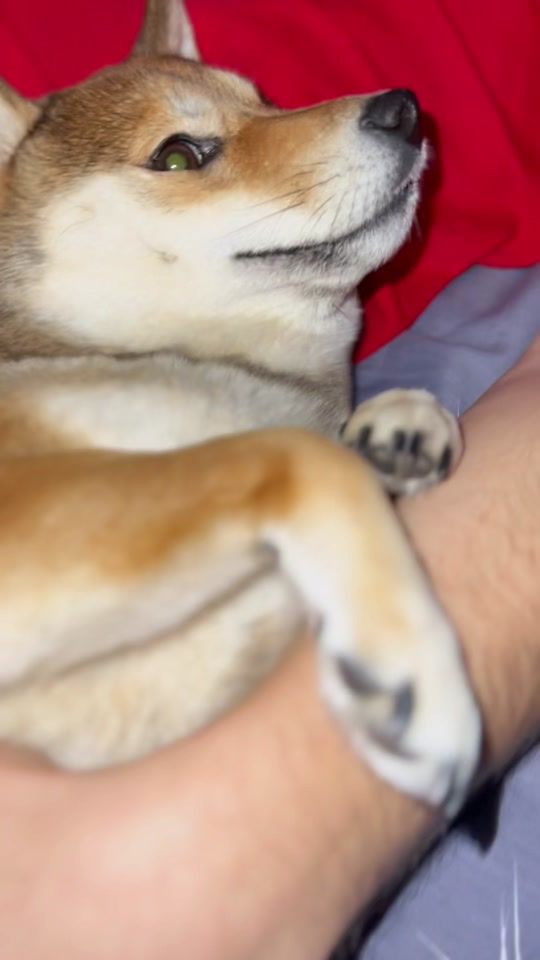 TikTok video thumbnail by your.julliett