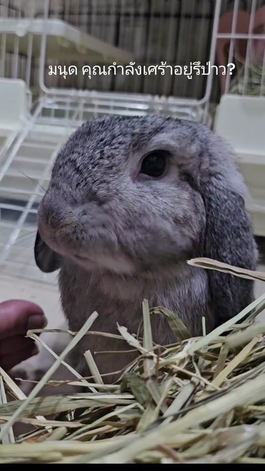 TikTok video thumbnail by luckybunnyjourney