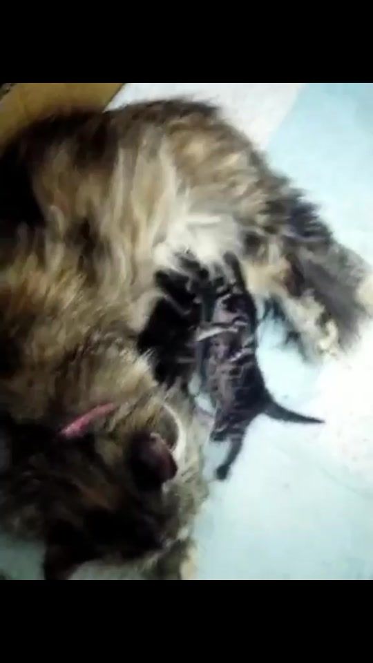 TikTok video thumbnail by ttssaveepql
