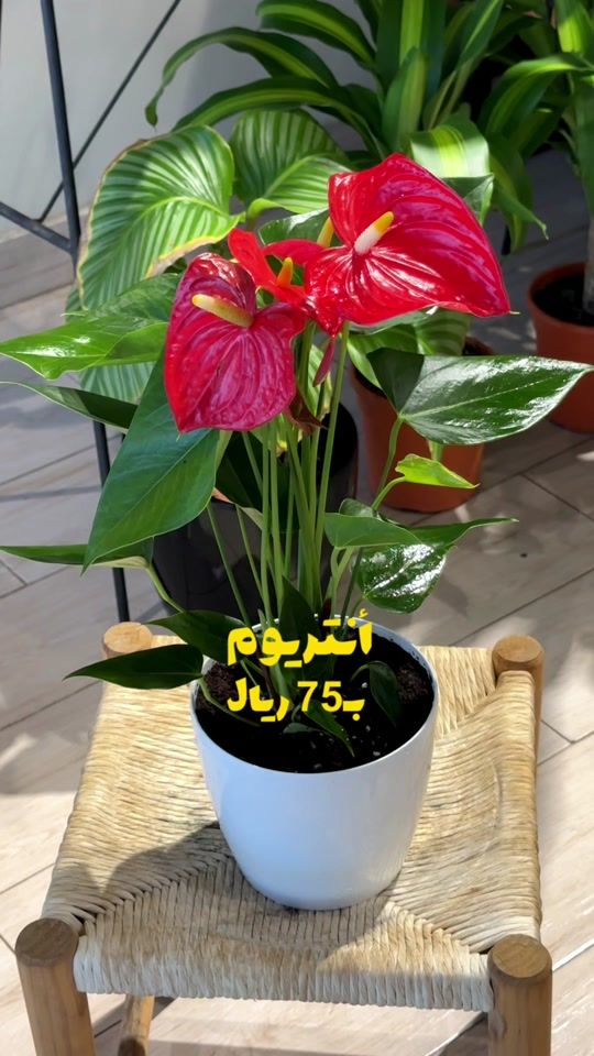 TikTok video thumbnail by fasilh_h