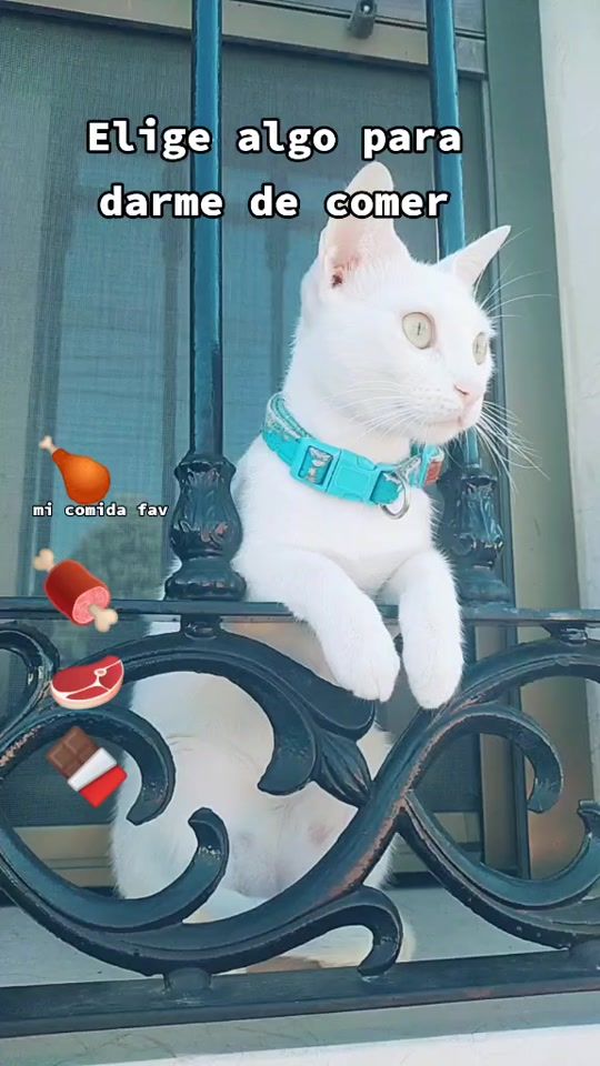 TikTok video thumbnail by cloe_thecat23