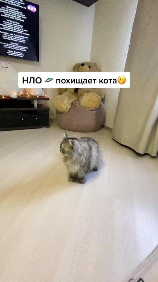 TikTok video thumbnail by irish_and_cat