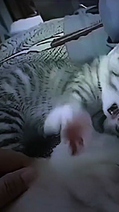 TikTok video thumbnail by sreang016