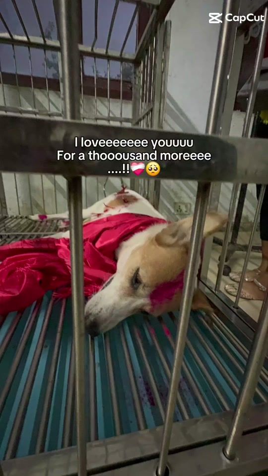 TikTok video thumbnail by imanimals35lover