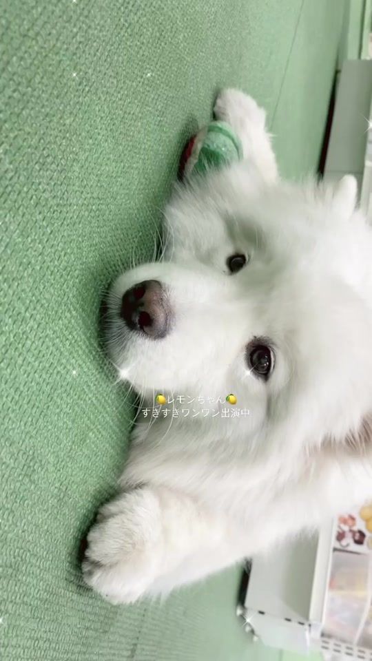 TikTok video thumbnail by kpkc1108