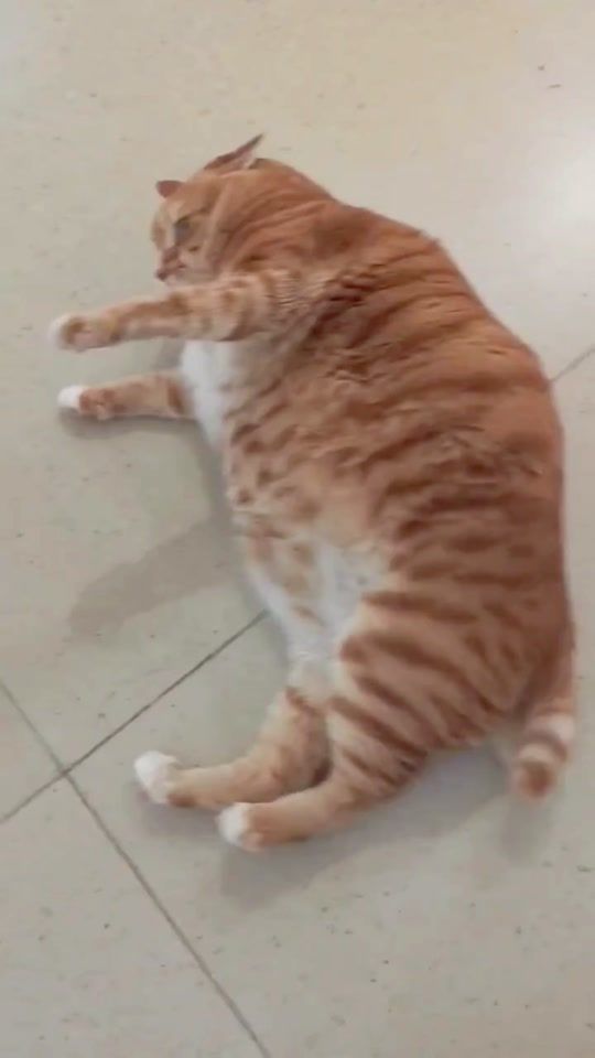 TikTok video thumbnail by ai201062m27