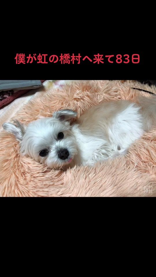 TikTok video thumbnail by kacchan.0416