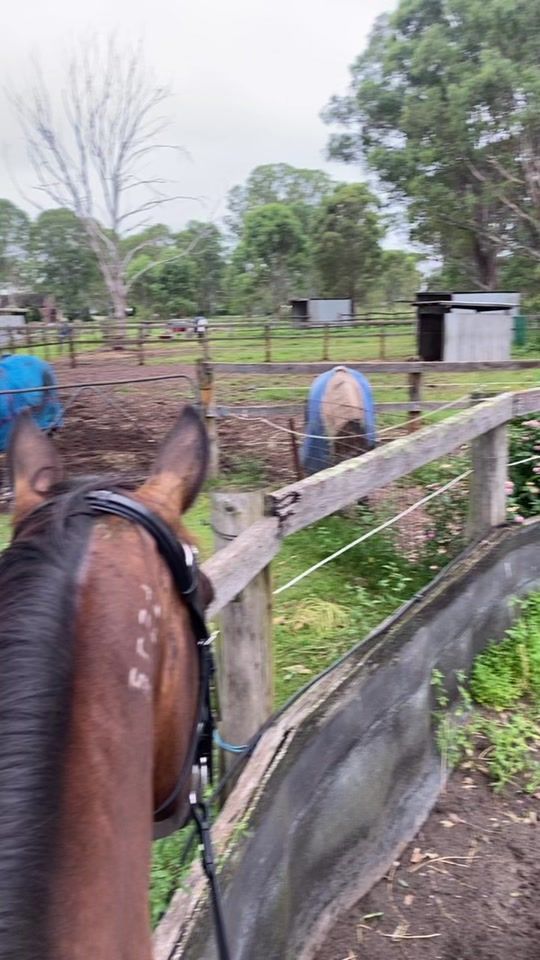 TikTok video thumbnail by equine_maverick