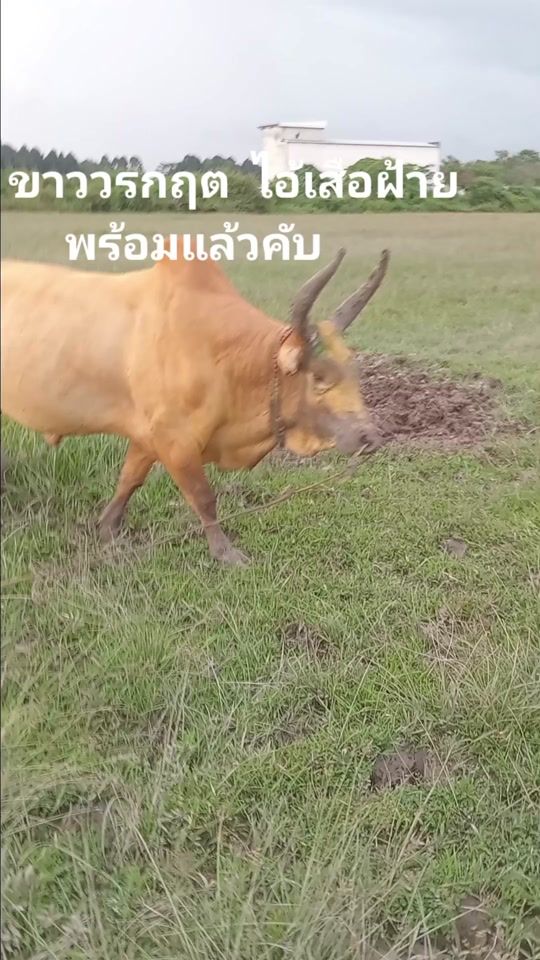 TikTok video thumbnail by user7181653415181
