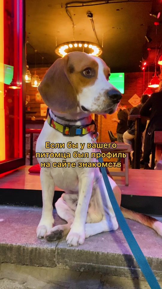 TikTok video thumbnail by itsdogsherlock