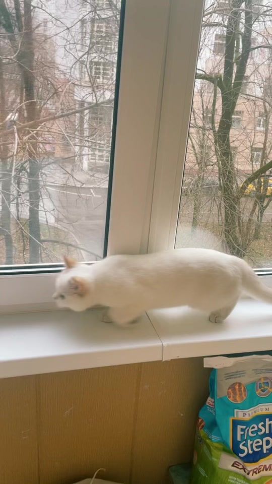 TikTok video thumbnail by tefi_belka
