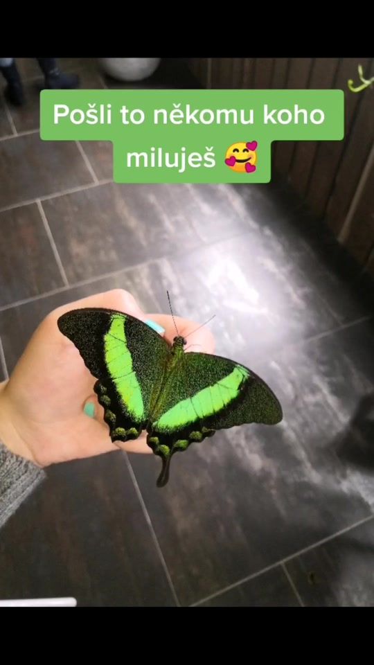 TikTok video thumbnail by _renca_17