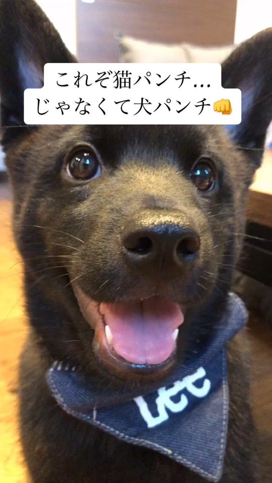 TikTok video thumbnail by singen_titi