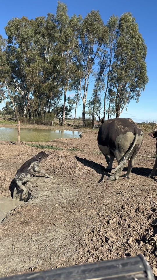 TikTok video thumbnail by dairycows.of.australia