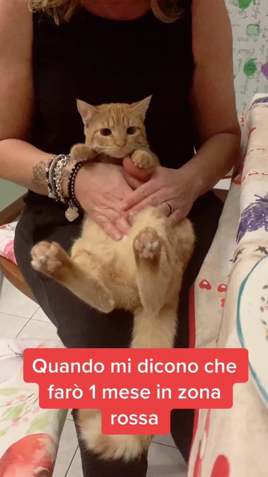 TikTok video thumbnail by gattosarde