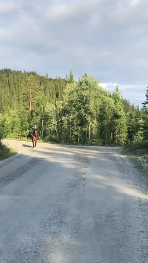 TikTok video thumbnail by equii._horse