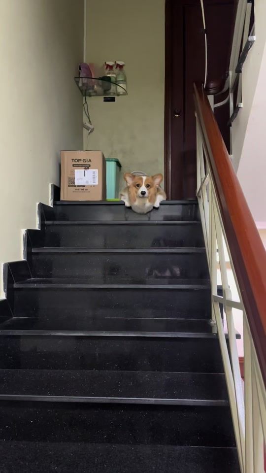 TikTok video thumbnail by mapmapcorgii