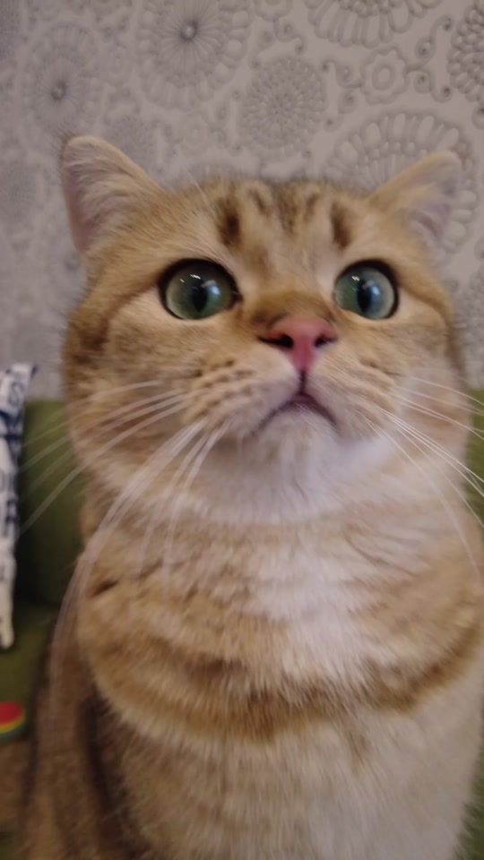 TikTok video thumbnail by kamuy_the_cat