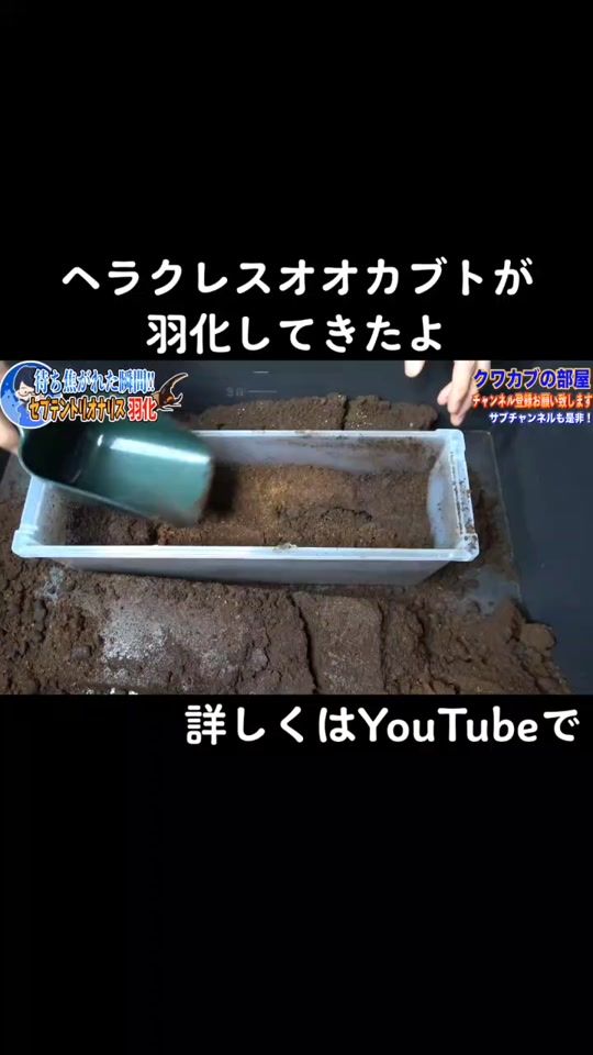 TikTok video thumbnail by kuwakabu64