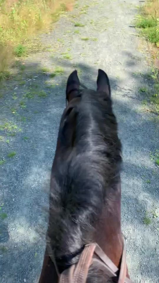 TikTok video thumbnail by equii._horse