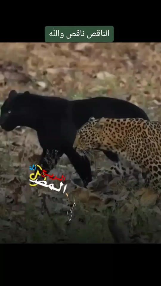 TikTok video thumbnail by aruahalgahlabe1