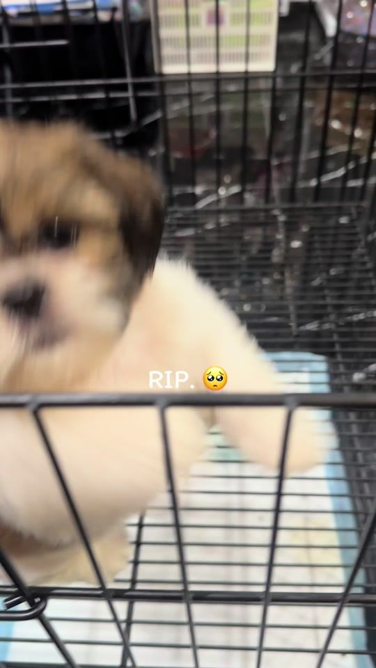 TikTok video thumbnail by natsima21