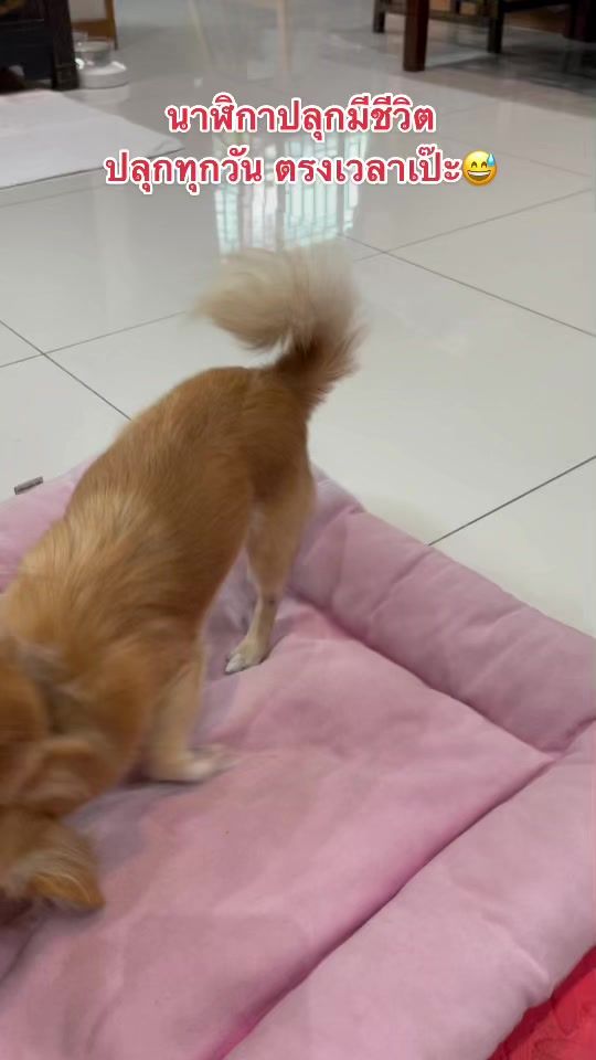 TikTok video thumbnail by madame_petch
