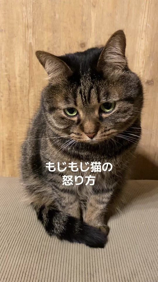 TikTok video thumbnail by kitto_kijitora