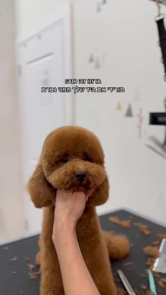 TikTok video thumbnail by maayangilarama