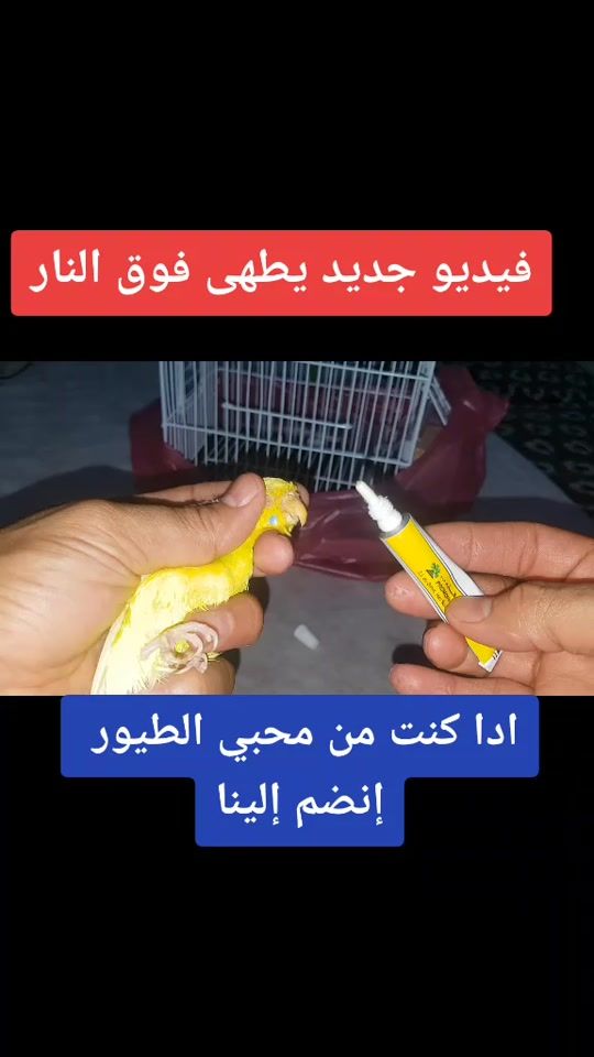 TikTok video thumbnail by mohtariftoyour