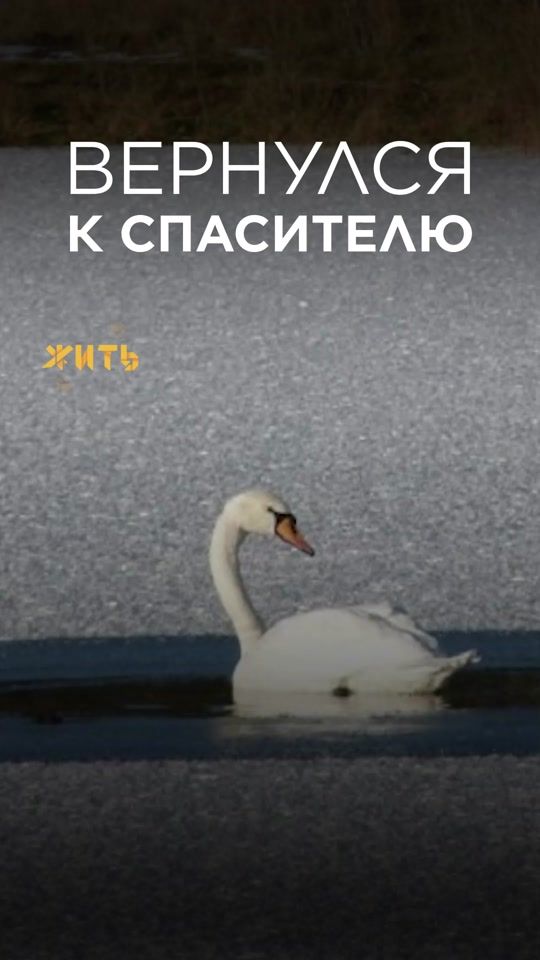 TikTok video thumbnail by zoo.zhit