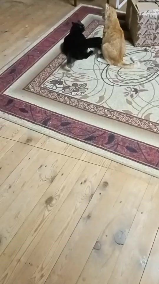 TikTok video thumbnail by nata18_18