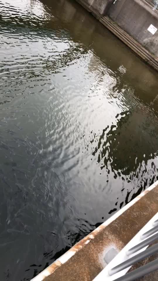 TikTok video thumbnail by trzn9981