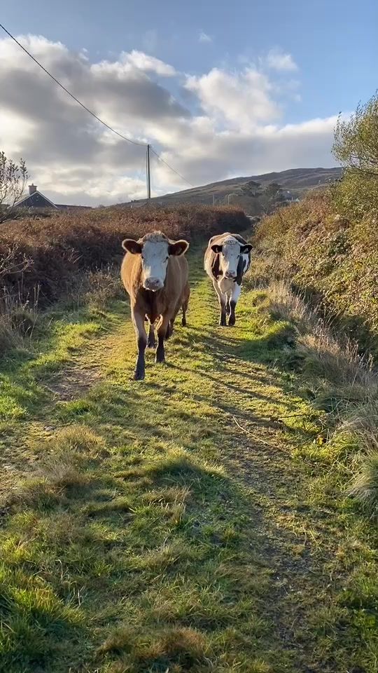 TikTok video thumbnail by lisaannod1