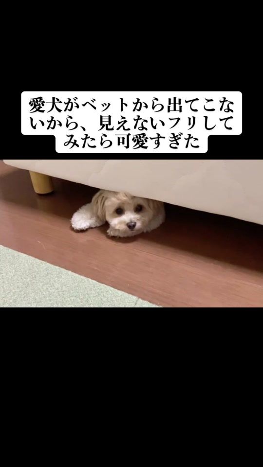 TikTok video thumbnail by ivy_account