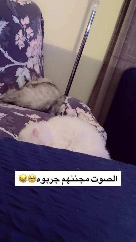 TikTok video thumbnail by sassoebrahimrdwan
