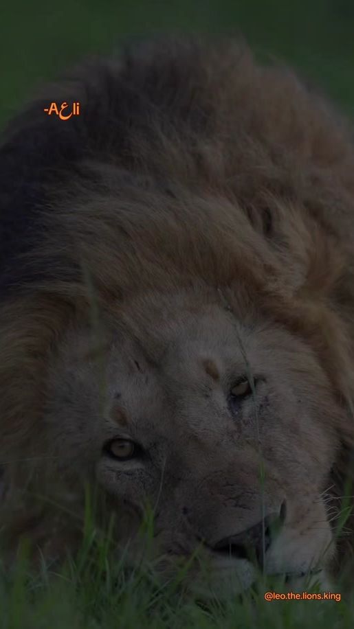 TikTok video thumbnail by leo.the.lions.king