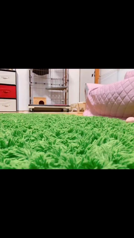 TikTok video thumbnail by fennecfox_maron