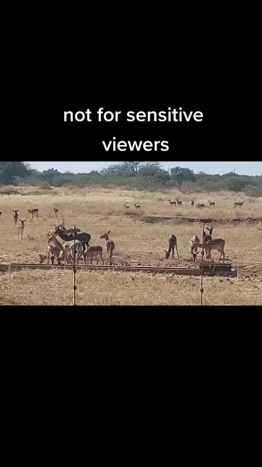 TikTok video thumbnail by waterpoortystervark