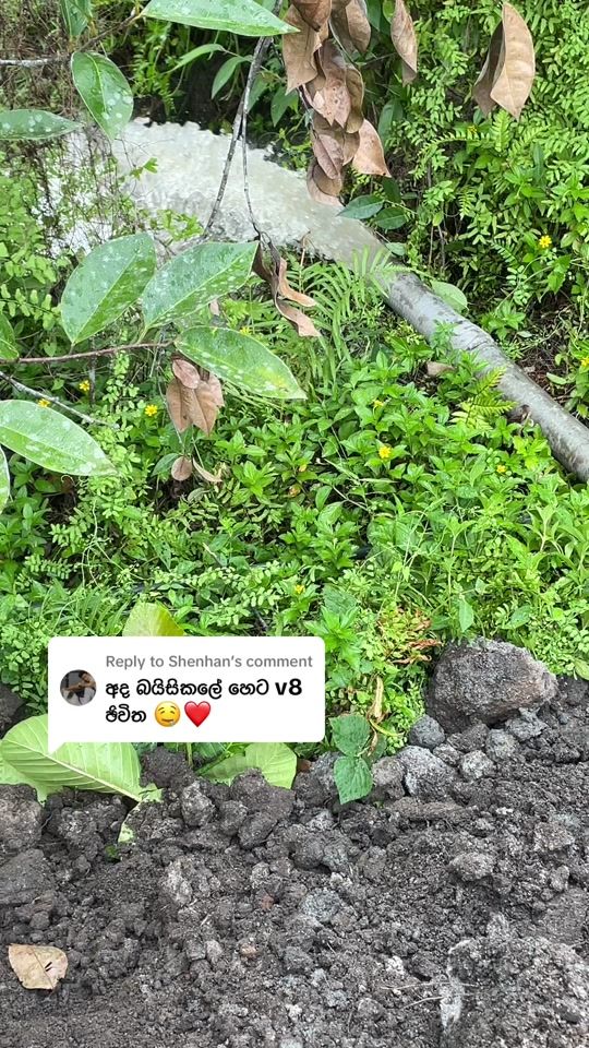 TikTok video thumbnail by thanuj_07