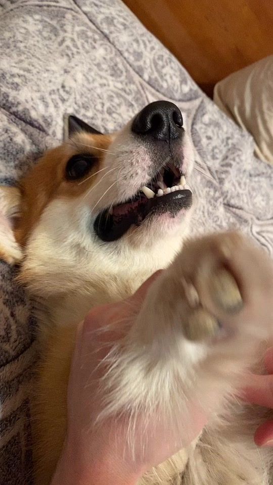 TikTok video thumbnail by tonystarkcorgi