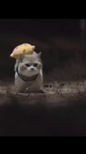 TikTok video thumbnail by meowkawaii0